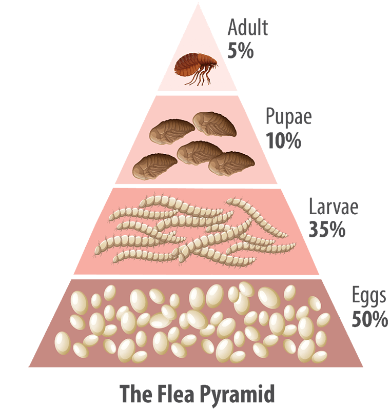 Flea Pyramid