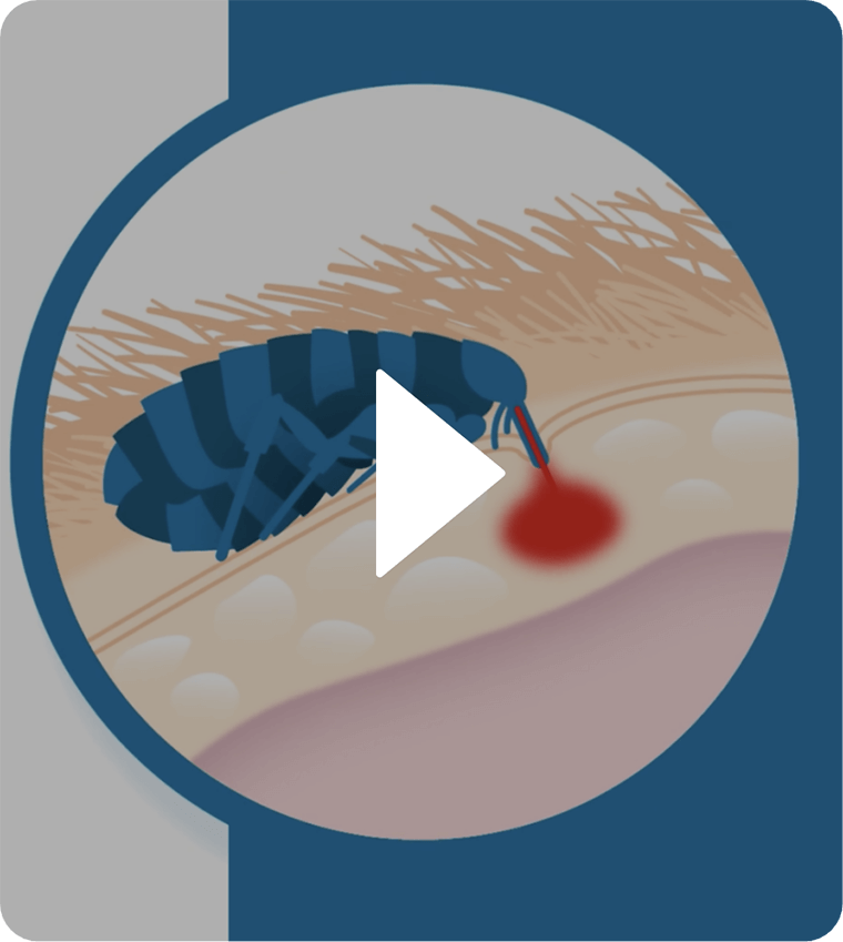 Catego® for Cats VS Fleas