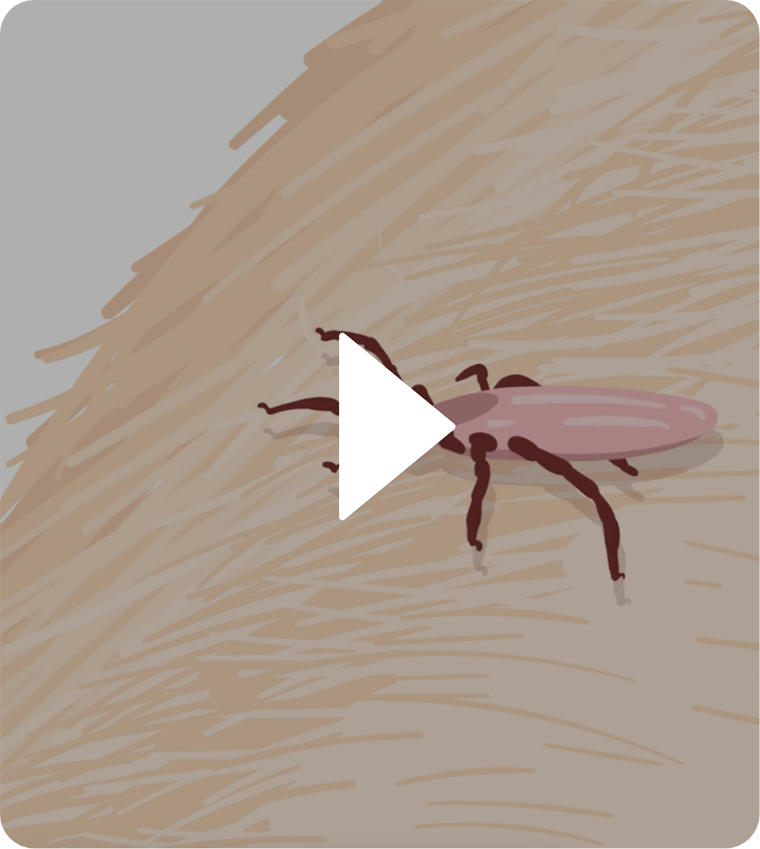 Catego® for Cats vs Ticks